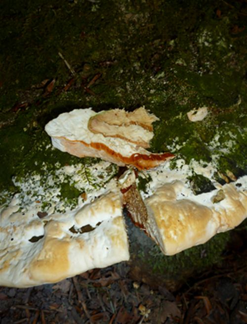The white flesh and cinnamon tube layer from a bracket on beech in the New Forest, Hampshire